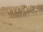 Dust Camels 1