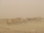 Dust Camels 2