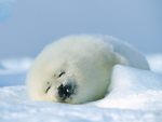 sleepy seal