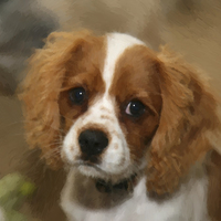 Murphy 14 wk old Cavalier King Charles Spaniel