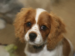 Murphy 14 wk old Cavalier King Charles Spaniel
