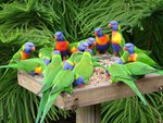 lorikeets at feeding time