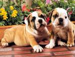 Two little puppies