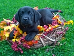 Autumn Puppy
