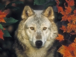 Autumn Wolf