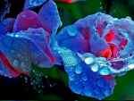 Droplets on Roses