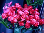 The beautiful roses