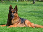 German Shepherd