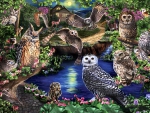 Forest Owls F1