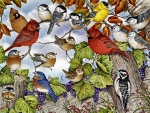Plethora of Songbirds F1