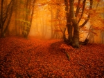 Misty autumn forest