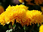 Yellow chrysanthemums