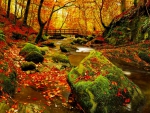Autumn forest
