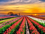 TULIPS field at SUNSET