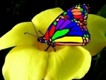 Multi Colors Butterfly