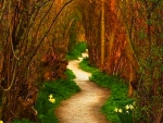 Way to Enchanted Forest