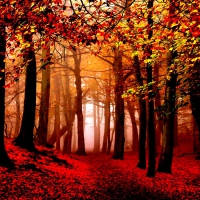Autumn forest