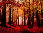 Autumn forest