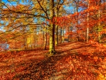 AUTUMN FOREST
