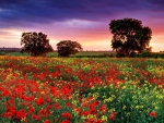 RAPESEED and POPPY field