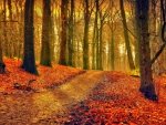 Autumn Forest