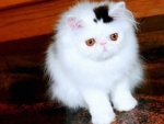 cute white fluffy