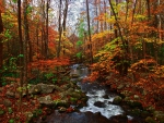 Autumn Creek in the Great Smoky Mountains