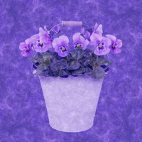 Pansies
