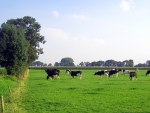 Dutch cows