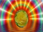 Rainbow Rose Reflection