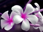 Pink and White Plumeria