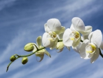 White Orchid