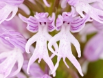 Naked Man Orchid