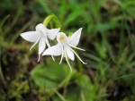 White Angel Orchid