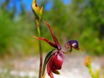 Flying Duck Orchid