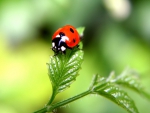 Ladybug Green Leaves