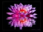 Lotus Reflection