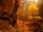 Autumn forest