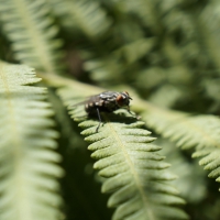 Housefly