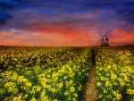FLOWER field from the MILL at SUNSET