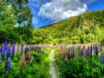 LUPINE FIELDS