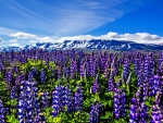 LUPINE FIELDS from THE MOUNTAINS