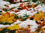 Autumn~Snow