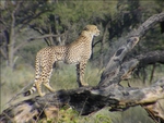 cheetah photo