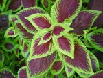 A Coleus