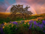 Rainbows and Flowers