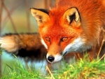 WILD REDHEAD FOX