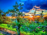 APPLE FIELD at SUNSET