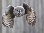 Great Grey Owl