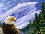 Bald Eagle